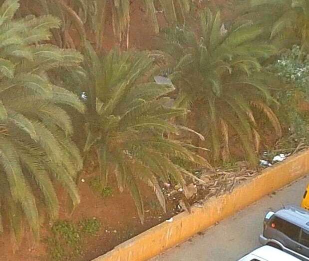En la imagen se puede observar el estado del parterre (Foto TA)