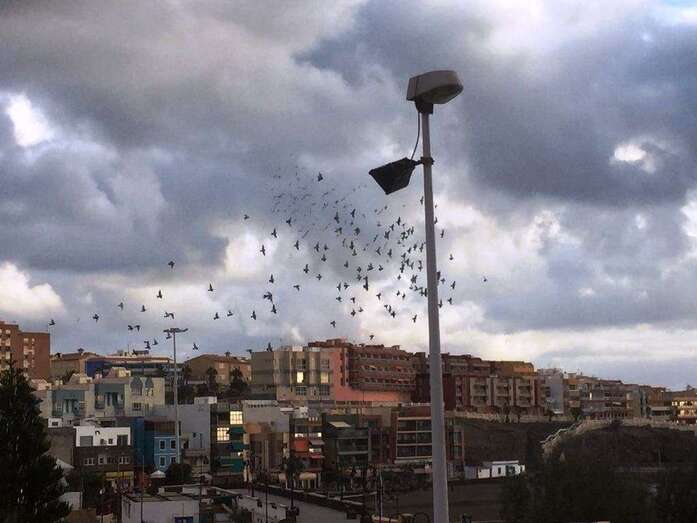La suelta tuvo lugar esta mañana en Melenara (Foto TA)