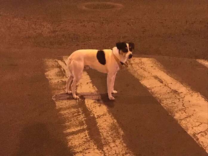 El perro, algo desorientado en el entorno del Parque Franchy Roca (Foto TA)