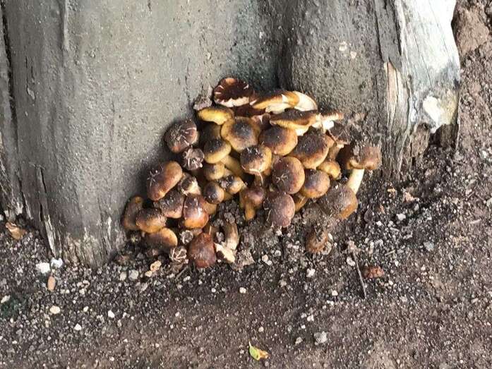 Hongos en la base de uno de los laureles de India de la plaza de San Juan (Foto TA)