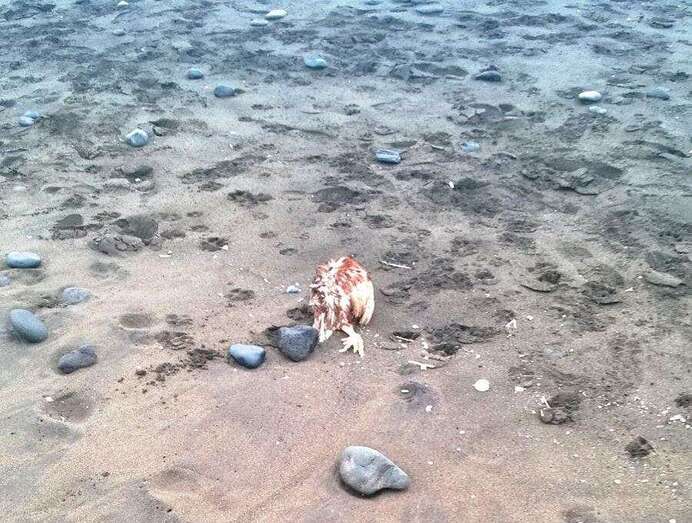 Una de las gallinas que aparecieron degolladas en la playa de JInámar (Foto TA)