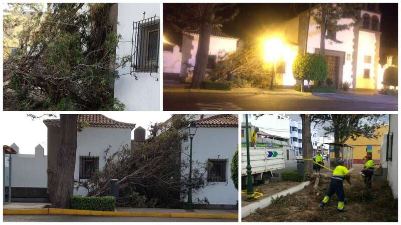 Imagen del árbol caído (Foto TA)