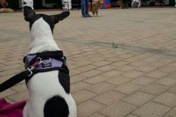 Foto Antonio Alí/TA