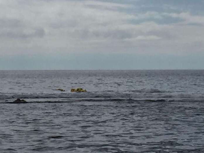 Los lineales están sueltos desde hace dos semanas (Foto TA)