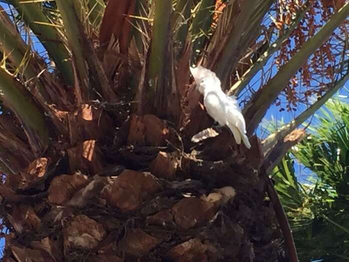 La cotorra en el cogollo de una palmera de Melenara (Foto TA)