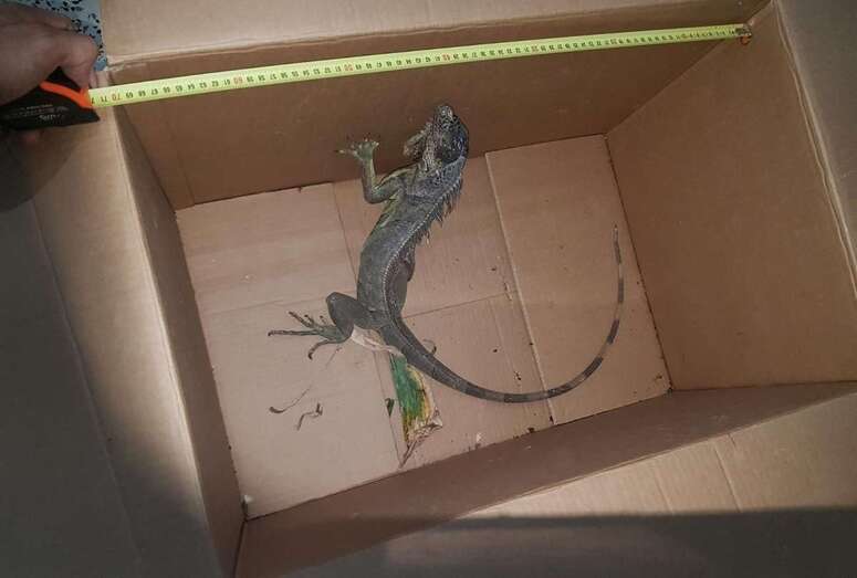 El reptil mide unos 60 centímetros y está en buen estado (Foto TA)