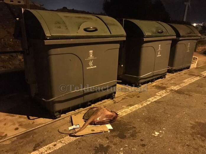 Animal muerto tirado junto a los contenedores (Foto TA)
