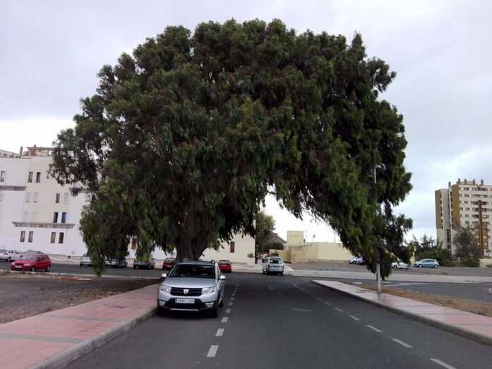 El árbol posee un gran copa inclinada (Foto TA)