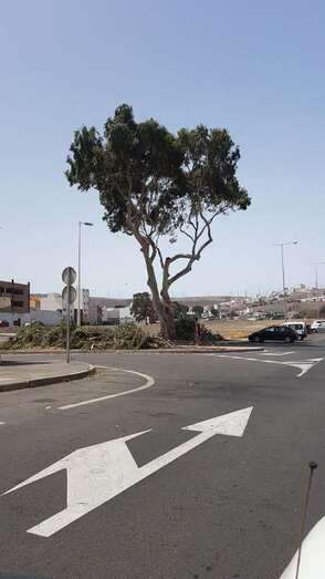 Poda del árbol situado en la trasera de la iglesia de Jinámar (Foto TA)