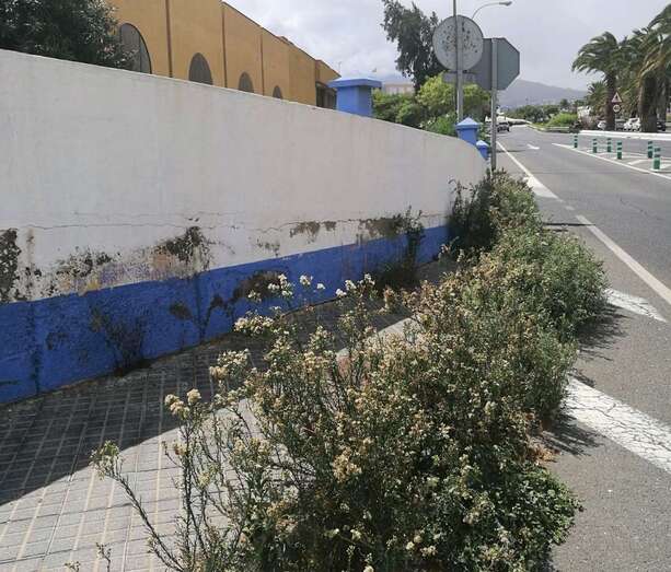 La maleza invade la acera que rodea la ruinosa estación de guaguas de Narea (Foto TA)