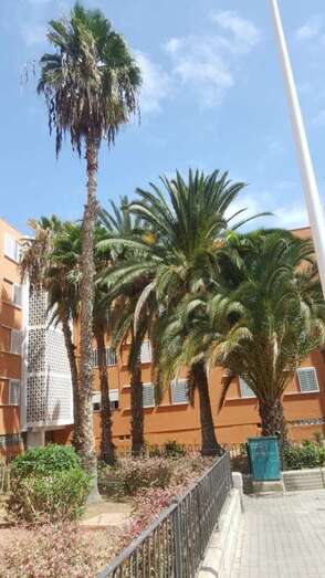 Palmeras sin podar en Las Remudas (Foto Domingo Moreno)