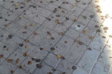 Las Remudas se queja de las támbaras pegadizas (Foto Domingo Moreno)