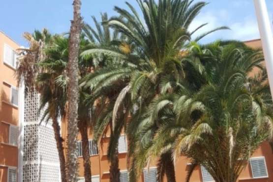 Las Remudas se queja de las támbaras pegadizas (Foto Domingo Moreno)