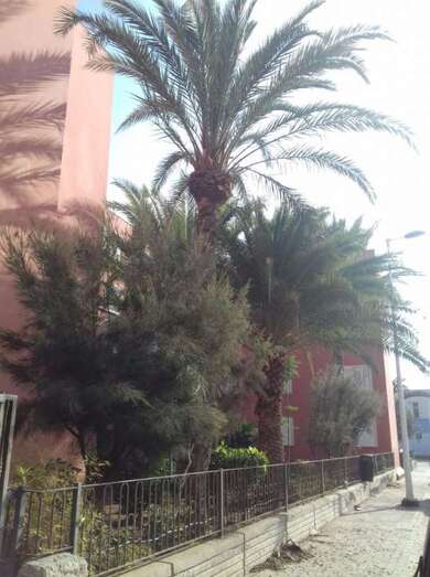 Trabajos de poda de palmeras en Las Remudas (Foto TA)