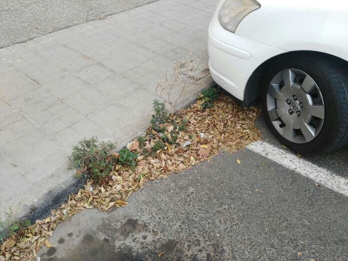 Las hojas de los árboles se acumulan en las calles de La Herradura (Foto TA)