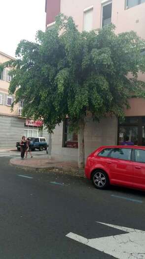 Árbol que incomoda a los vecinos