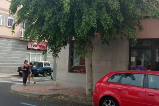 Árbol que incomoda a vecinos de Los Llanos de Telde (Foto TA)
