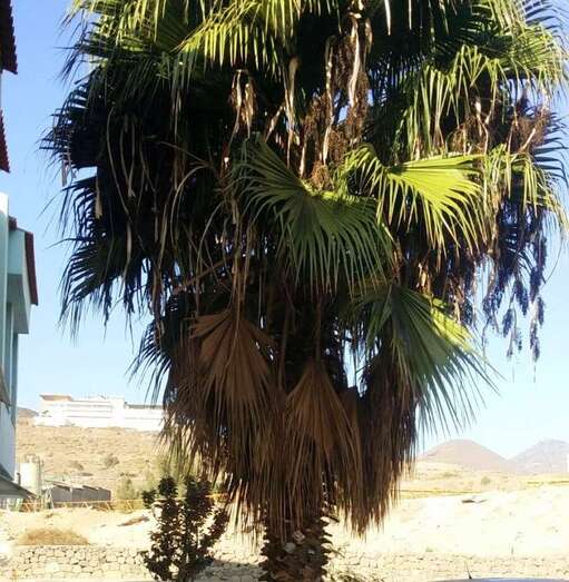 Roedores y abejas se ocultan tras las hojas secas de las palmeras (Foto TA)