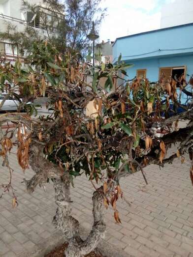 El ejemplar fue plantado hace 30 años por un vecino de la zona (Foto TA)