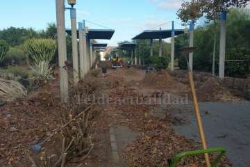 Poda de los setos del paseo central del parque de San Juan-Telde (Foto TA)
