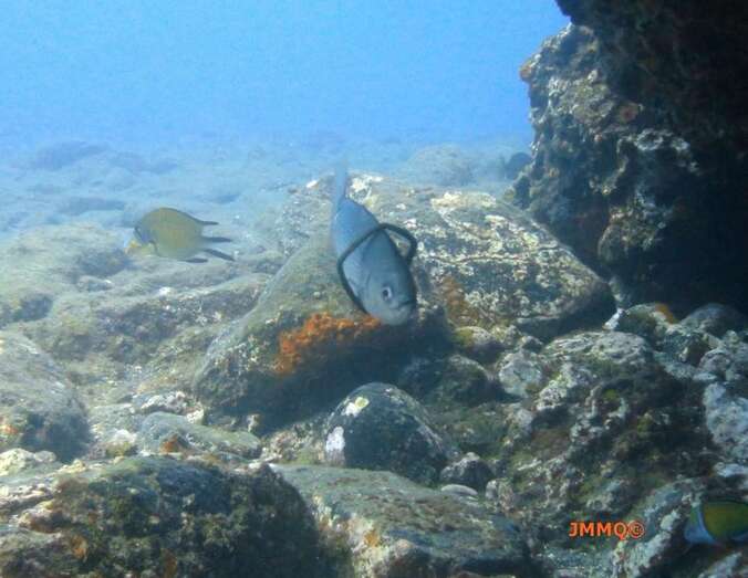 El pez, atrapado (Foto José Morales Q.)