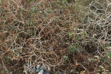 Parques y Jardines elimina los árboles de la calle de Maestra Chanita Ruiz (Telde)