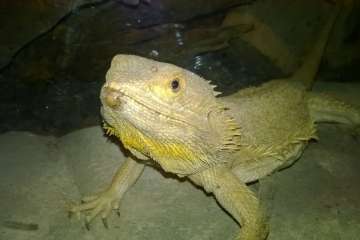 Jinámar, de visita en Cocodrilo Park (Foto TA)