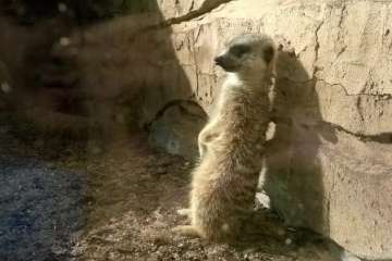 Jinámar, de visita en Cocodrilo Park (Foto TA)