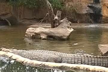 Jinámar, de visita en Cocodrilo Park (Foto TA)