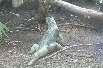 Jinámar, de visita en Cocodrilo Park (Foto TA)