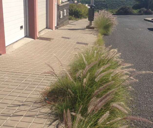 La vegetación crece de forma salvaje por las calles de este pequeño barrio de Telde (Foto TA)