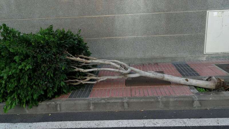 Árbol derribado por el camión en la calle de Galoponte (Foto TA)