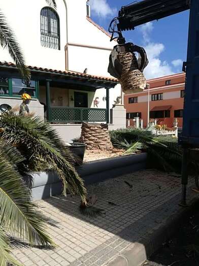 Momento de los trabajos de tala de la palmera (Foto TA)
