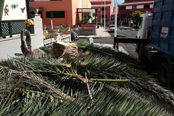 ecinos denuncian la tala de una palmera en la urbanización de San Antonio (Foto TA)