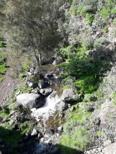 Cauce del Barranco de San Miguel, tributario del Barranco Real de Telde (Foto Gumersindo Hernández)