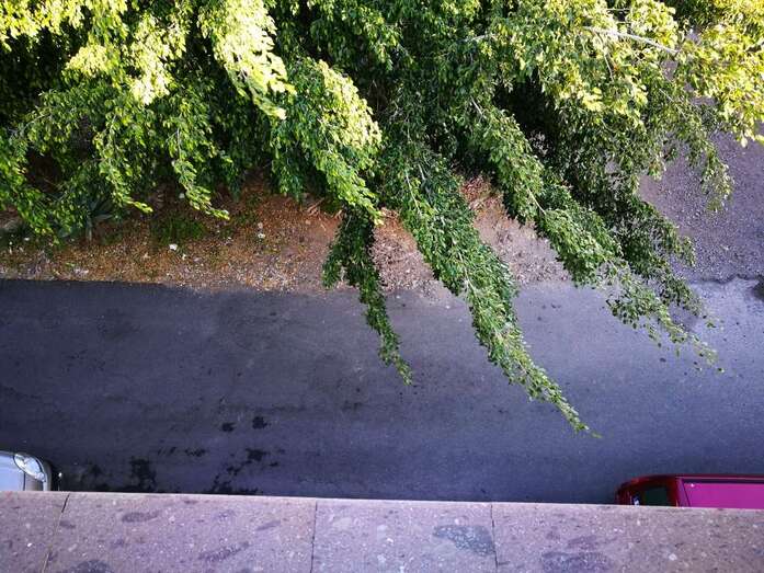 Imagen de los árboles de la discordia en Malpais (Foto TA)