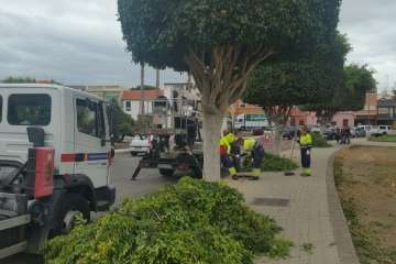 Poda de árboles en la calle de Farmacéutica Suárez López (Foto TA)