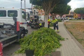 Poda de árboles en la calle de Farmacéutica Suárez López (Foto TA)
