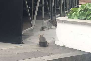  Gatos pardos se solidarizan en San Juan con el felino negro 'jubilado' (Foto TA)