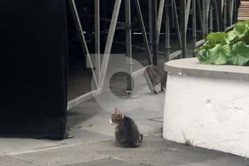  Gatos pardos se solidarizan en San Juan con el felino negro 'jubilado' (Foto TA)