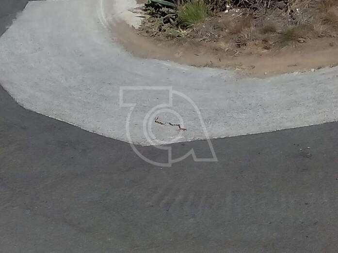 El ejemplar fue encontrado muerto en el camino de García Ruiz este mediodía (Foto TA)