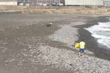 Voluntarios limpian la playa de La Restinga (Foto TA)