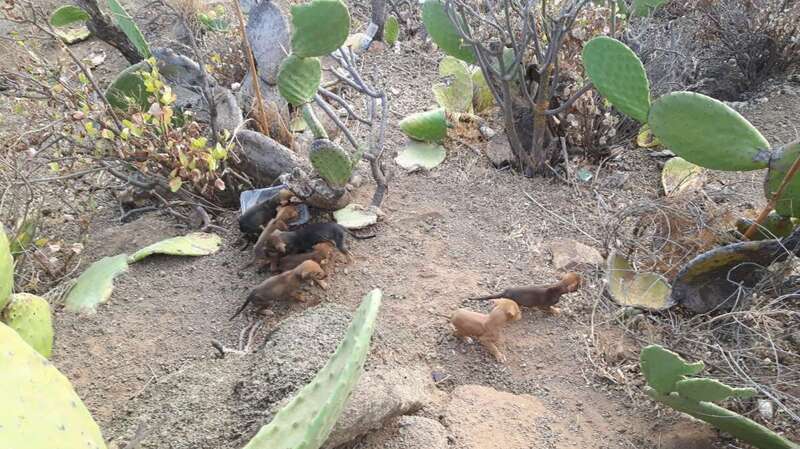Los animales fueron rescatados por la Policía Local (Foto TA)