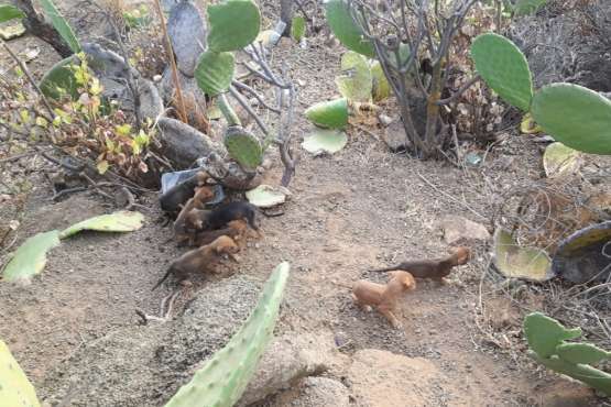 Abandonan a siete crías de perro en el Barranco de Silva (Foto TA)