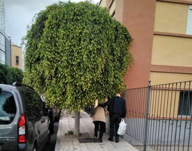 Los peatones se ven obligados a agacharse para poder salvar las ramas (Foto TA)