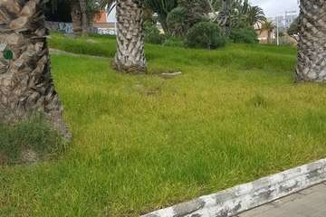 Los vecinos de Las Remudas vuelven a coger el sacho para adecentar sus jardines (Foto TA)