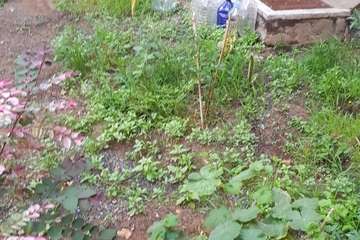 Los vecinos de Las Remudas vuelven a coger el sacho para adecentar sus jardines (Foto TA)