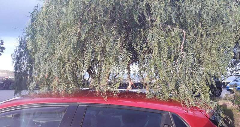 Imagen de un vehículo afectado por las rozaduras de los árboles (Foto TA)