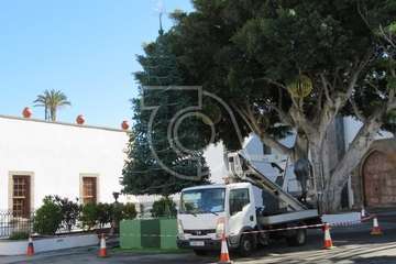  Telde decora su plaza más antigua con un árbol de Navidad (Foto TA)