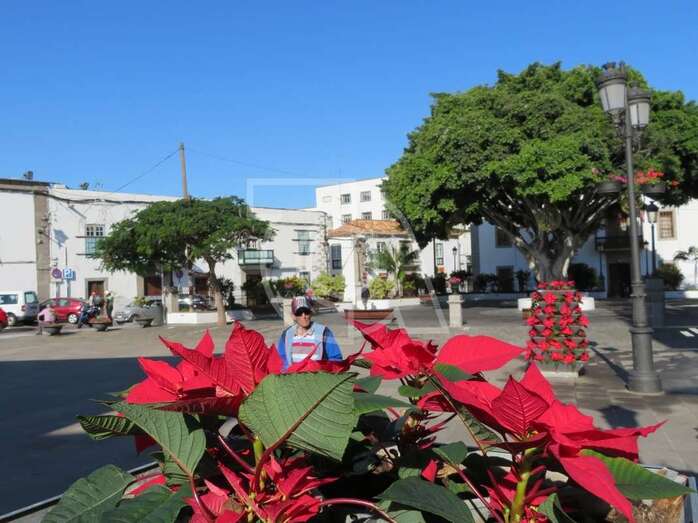 Las pascuas de intenso rojo dan una nota de color al conjunto histórico de la ciudad (Foto TA)